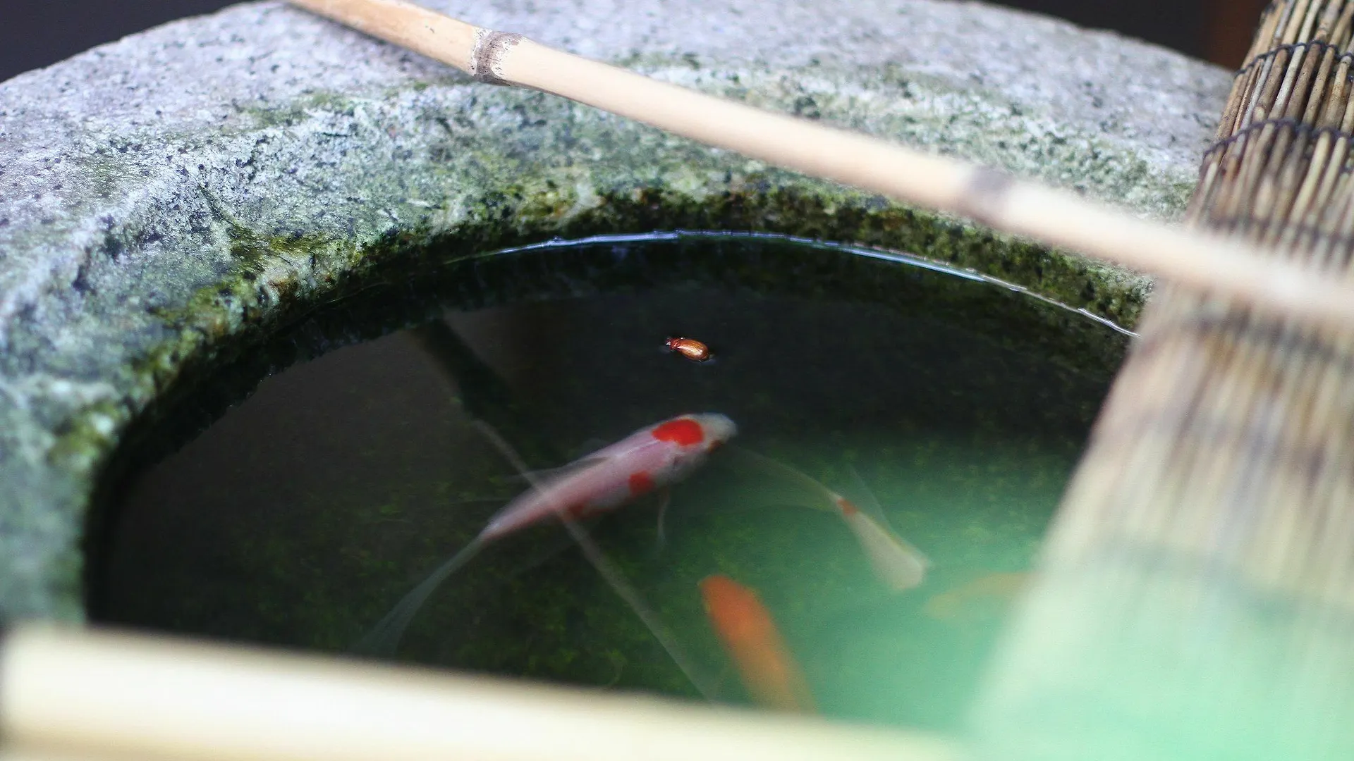 Guesthouse Kyoto Compass 日本